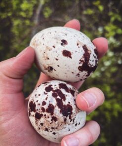 Fertile Turkey Vulture Eggs