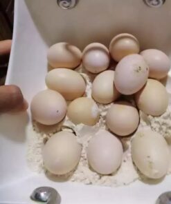 Fresh Rainbow Lorikeet  Eggs