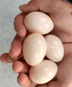 Fresh Red Factor African Grey Parrot  Eggs