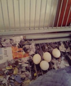 Fresh Solomon Island Eclectus Eggs