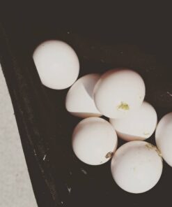 Harlequin Macaw Parrot  Eggs