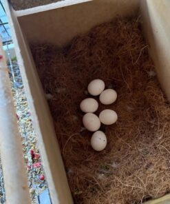 Hatching Sulphur Crested Cockatoo Parrot Eggs