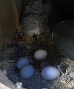 Hatching Timneh African Grey Parrot Eggs