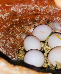 Hatching Umbrella Cockatoo Parrot Eggs