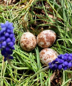 Healthy Laggar Falcon Eggs