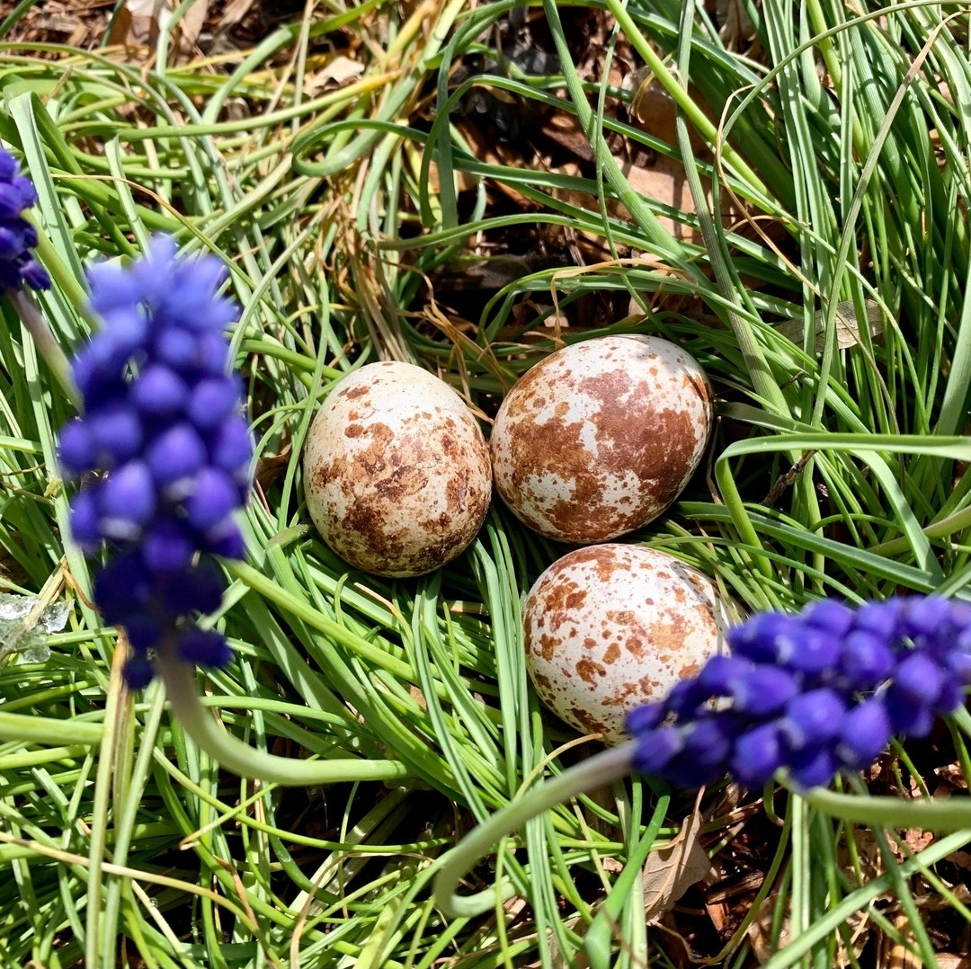 “Close-up of healthy 3-day-old Laggar Falcon eggs, DNA sex tested, ready for breeding and falconry.”