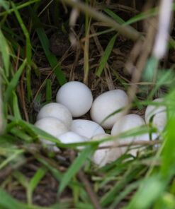 Hybrid Macaw Parrot  Eggs