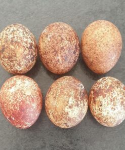 Peregrine Falcon Eggs