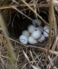 Island Eclectus Eggs