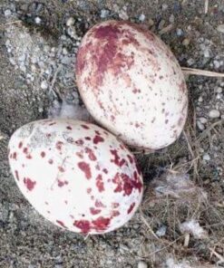 Lanner Falcon Eggs
