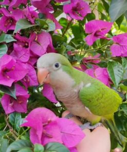 Monk Parakeet Bird-(Titi)