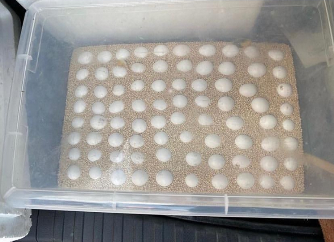 “Close-up of Mutation Buffon Macaw parrot eggs, DNA sex tested, ready for incubation, from a healthy exotic bird breeding farm.”