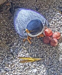 Peregrine Falcon Eggs