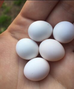 Pionus Parrot Eggs