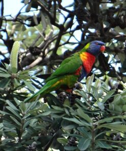 Rainbow Lorikeet Bird-(Kaki)