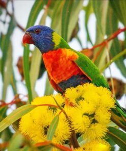 Rainbow Lorikeet Bird-(Kaki)