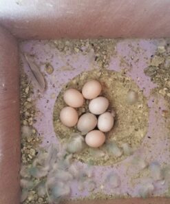 Red-Tailed Black Cockatoo Parrot Eggs