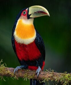 Red-breasted Toucan