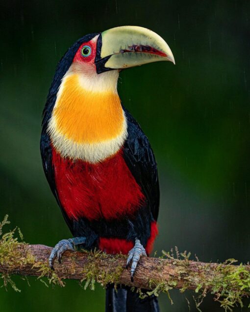 Red-breasted Toucan perched on a branch showcasing its vibrant red chest, large colorful bill, and sleek black feathers.