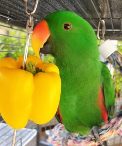 Solomon Island Eclectus Parrot-(Paco)