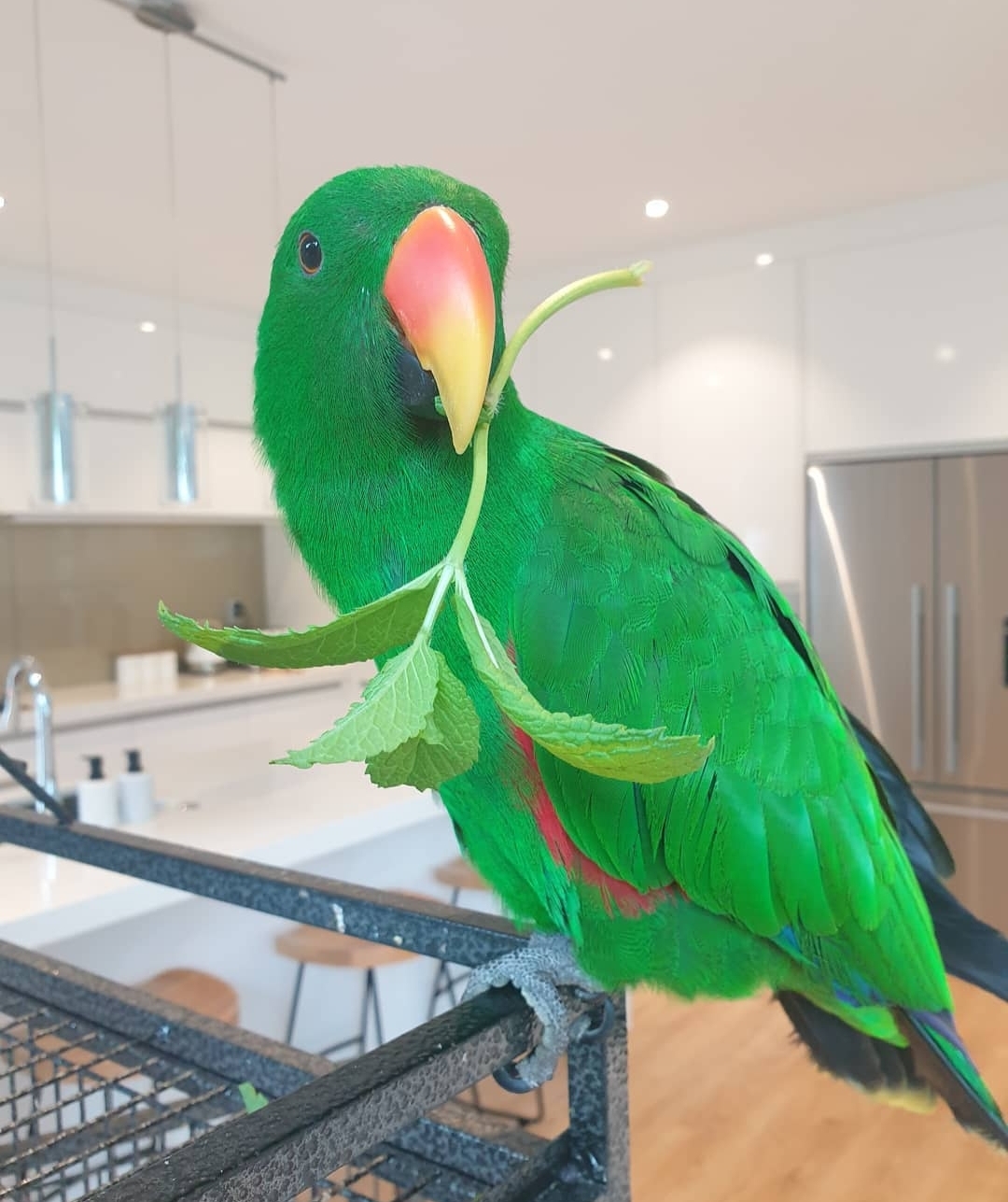 “Male Solomon Island Eclectus Parrot Paco with vibrant green feathers and bright red-blue accents, healthy and friendly exotic pet bird”
