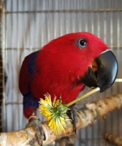 Solomon Island Eclectus Parrot-(Raba)