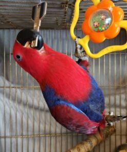 Solomon Island Eclectus Parrot-(Raba)