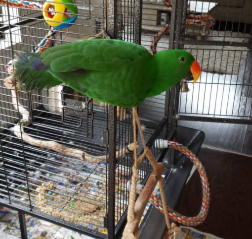 Solomon Island Eclectus Parrots-Males-Females - Image 2