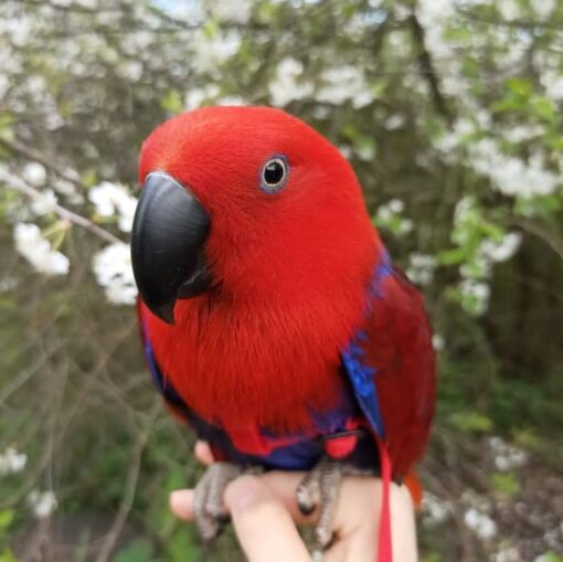 “Solomon Island Eclectus Parrots showing vibrant green male and red female plumage perched side by side.”