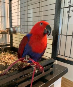 Solomon Island Eclectus Parrots-Males-Females