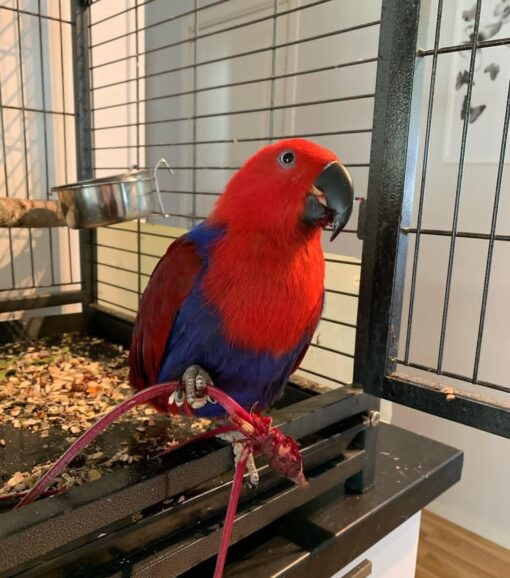 “Solomon Island Eclectus Parrots showing vibrant green male and red female plumage perched side by side.”
