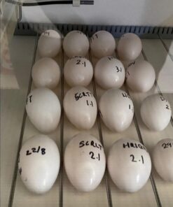 Spix`s Macaw Parrot Eggs