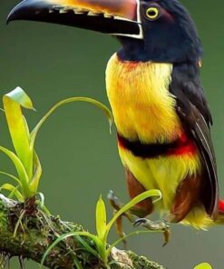 Aracari Toucan