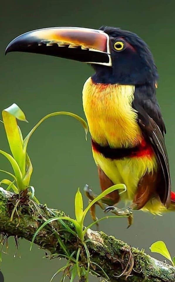 "Colorful Aracari Toucan with a vibrant beak, perched on a branch in its tropical habitat."