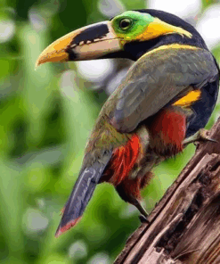 Selenidera Toucan