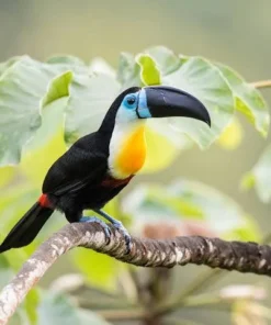 Channel-Billed Toucan