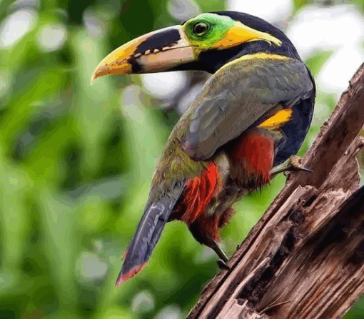 A vibrant Selenidera Toucan with colorful plumage and a distinctive large beak, perched on a branch in natural light.