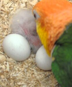 Fertile Green Thiged Caiques Eggs