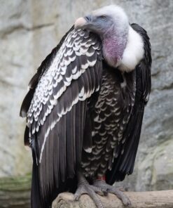 Authentic Ruppell’s Griffon Vulture Birds-(Males/Females)