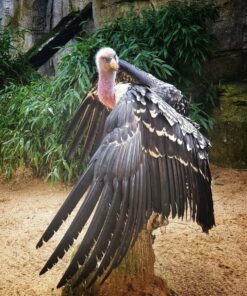 Authentic Ruppell’s Griffon Vulture Birds-(Males/Females)