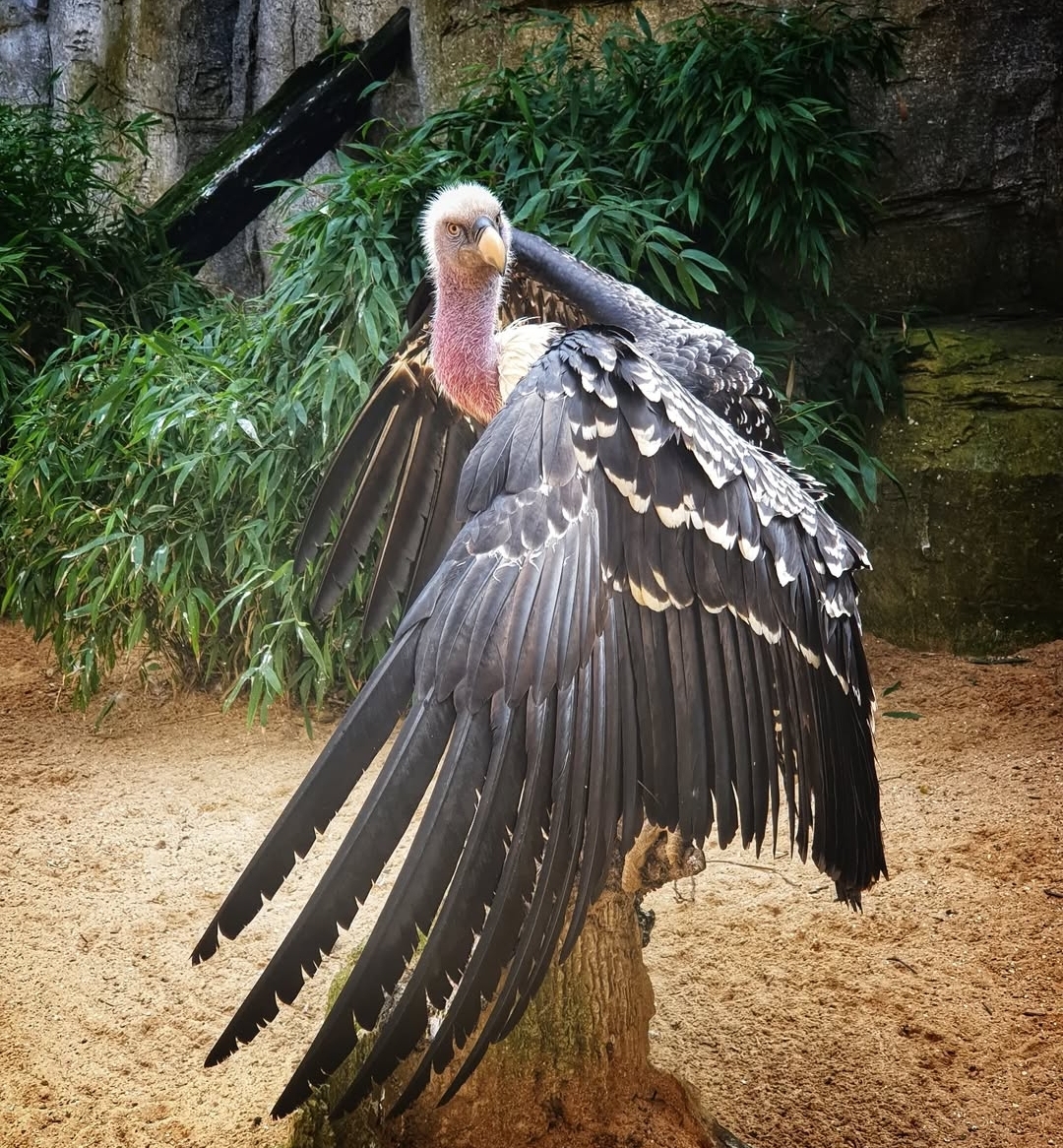 "Authentic Rüppell's Griffon Vulture birds, showcasing both males and females with their distinctive large wingspan, white ruff around the neck, and strong hooked beaks, perched in natural habitat."