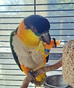 Black Headed Caique Parrots-Males-Females