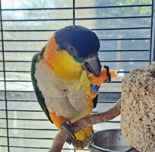 “Black Headed Caique Parrots, male and female, perched side by side showcasing their vibrant black heads, green wings, and yellow-orange thighs.”