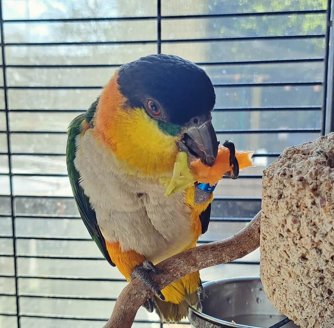 “Black Headed Caique Parrots, male and female, perched side by side showcasing their vibrant black heads, green wings, and yellow-orange thighs.”