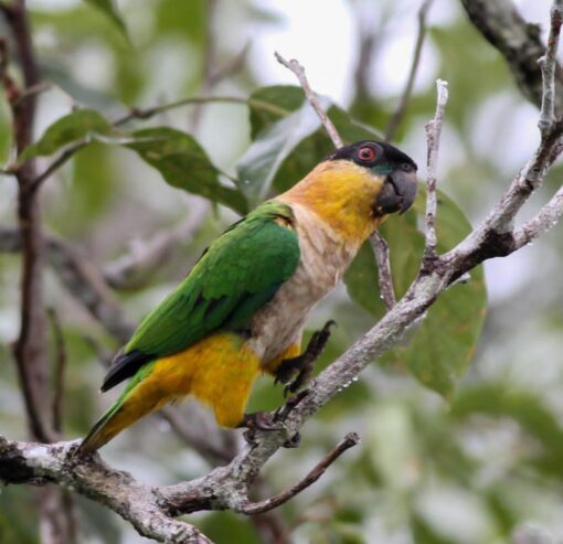 “Black Headed Caique Parrots, male and female, perched side by side showcasing their vibrant black heads, green wings, and yellow-orange thighs.”