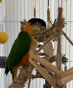 Black Headed Caique Parrots-Males-Females