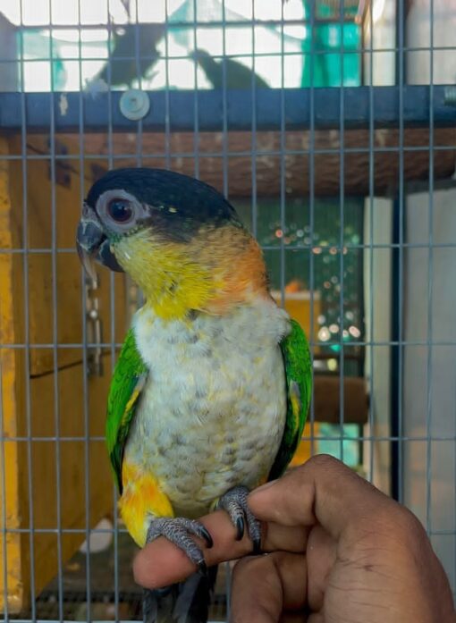 “Black Headed Caique Parrots, male and female, perched side by side showcasing their vibrant black heads, green wings, and yellow-orange thighs.”