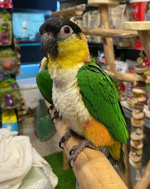 “Black Headed Caique Parrots, male and female, perched side by side showcasing their vibrant black heads, green wings, and yellow-orange thighs.”