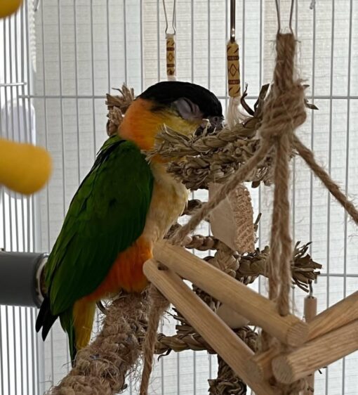 “Black Headed Caique Parrots, male and female, perched side by side showcasing their vibrant black heads, green wings, and yellow-orange thighs.”