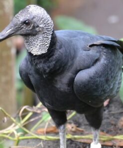 Black Vulture Birds-(Males/Females)